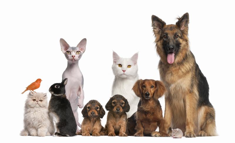 罗威纳犬品种介绍：忠诚与力量的完美结合