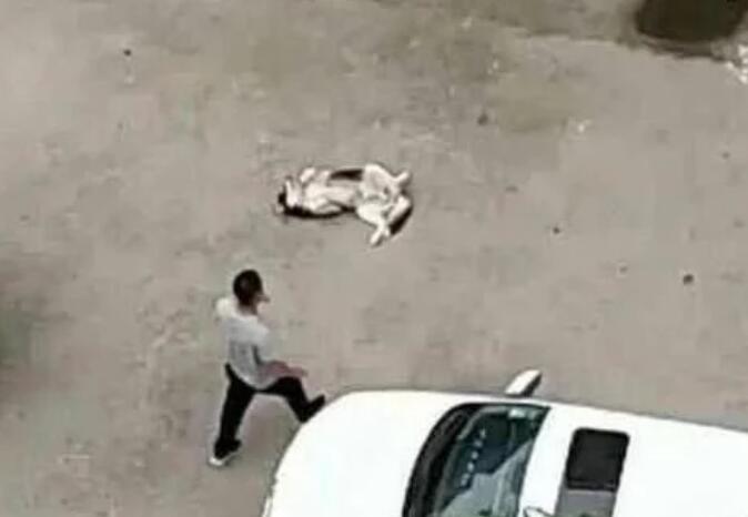 回到家不见二哈，趴在窗户上一看瞬间气哭，主人：傻狗，我不要了