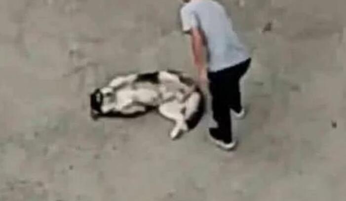 回到家不见二哈，趴在窗户上一看瞬间气哭，主人：傻狗，我不要了