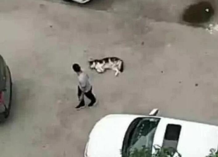 回到家不见二哈，趴在窗户上一看瞬间气哭，主人：傻狗，我不要了