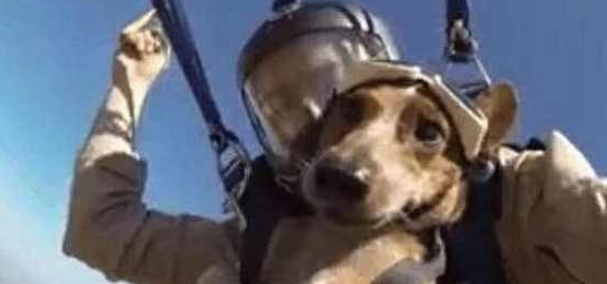 实力坑狗！主人带爱犬跳伞，狗子落地后……