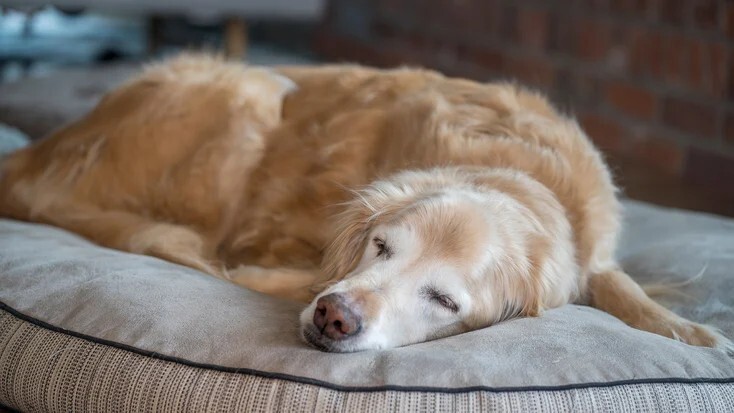 犬贾第鞭毛虫:症状、原因和治疗方法