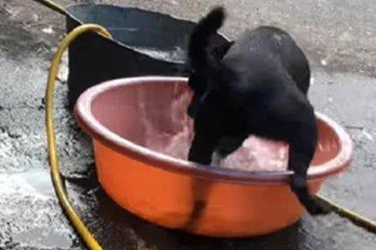 狗子自小喜爱坐水槽玩乐，結果第一次碰到下雨吓住脚软哆嗦：救我！