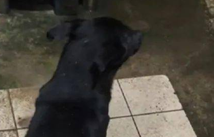 狗子自小喜爱坐水槽玩乐，結果第一次碰到下雨吓住脚软哆嗦：救我！