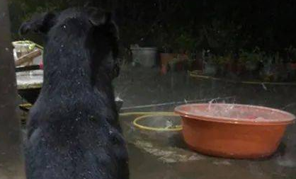狗子自小喜爱坐水槽玩乐，結果第一次碰到下雨吓住脚软哆嗦：救我！