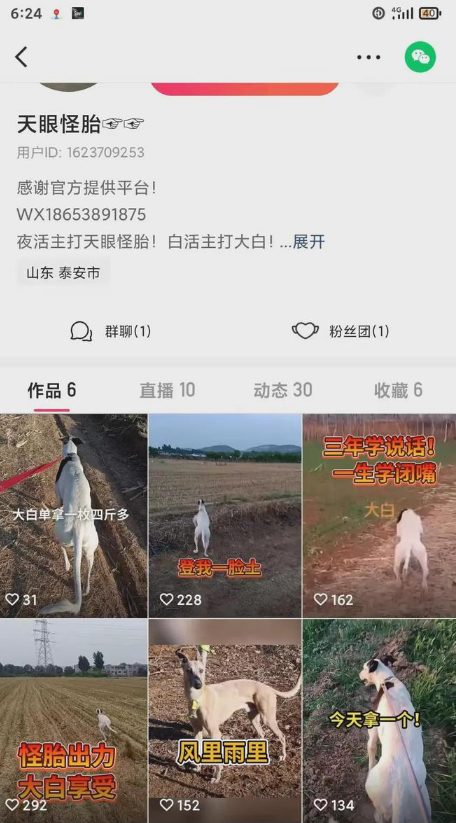 山东济宁赌狗现象蔚然成风，国家三有动物蒙古兔面临威胁