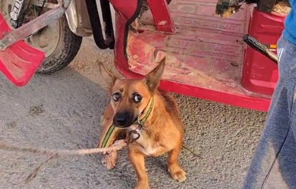 140块，满是惶恐的看家犬上狗肉车，狗贩直言：十块钱我都不喂它