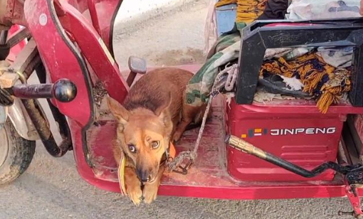 140块，满是惶恐的看家犬上狗肉车，狗贩直言：十块钱我都不喂它