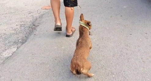 140块，满是惶恐的看家犬上狗肉车，狗贩直言：十块钱我都不喂它