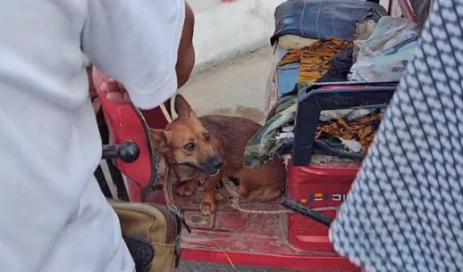 140块，满是惶恐的看家犬上狗肉车，狗贩直言：十块钱我都不喂它