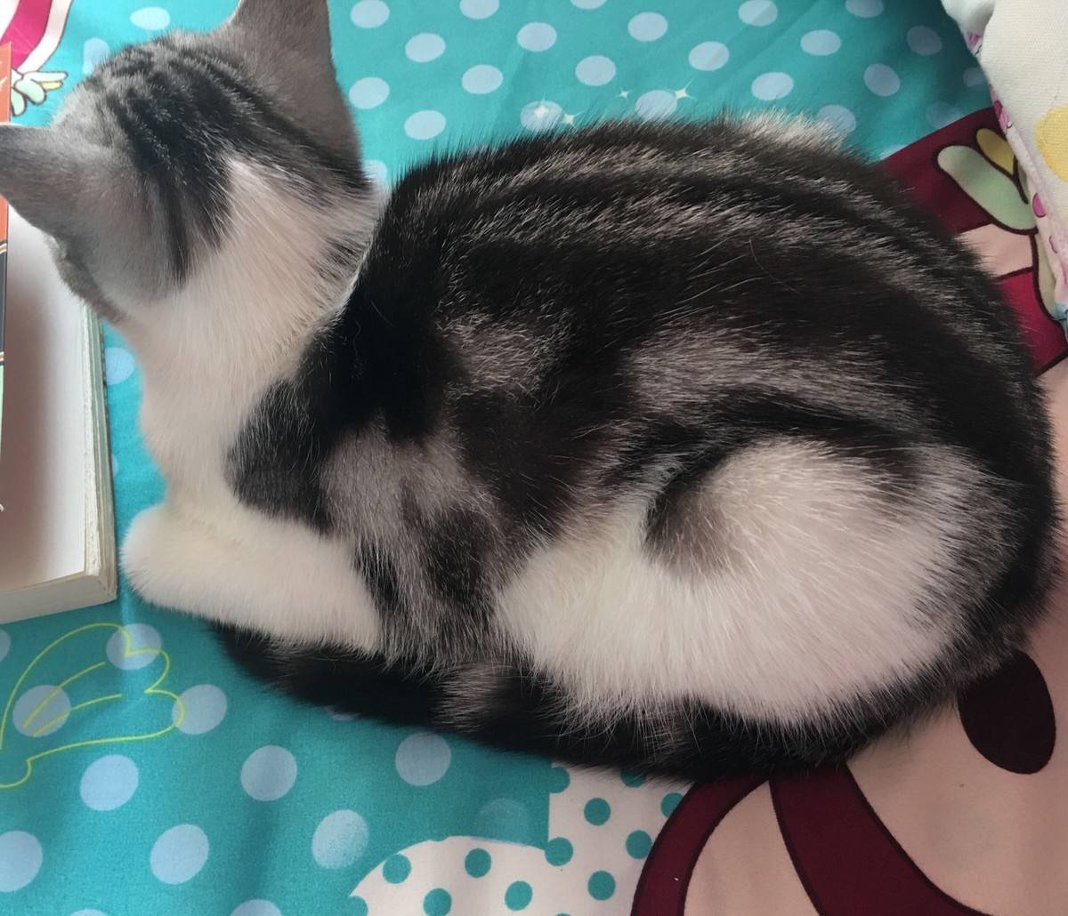 二月……小仙猫来报道啦…………
