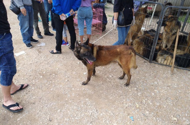 一只五岁的马犬商贩仅500元出售，男子却觉得价格高了！