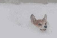 下雪天雪橇犬在雪地玩疯了，有些狗子却烤火到把毛都被烤焦了……