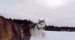 下雪天雪橇犬在雪地玩疯了，有些狗子却烤火到把毛都被烤焦了……