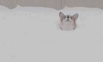 下雪天雪橇犬在雪地玩疯了，有些狗子却烤火到把毛都被烤焦了……