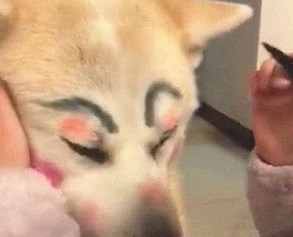 女子下班回家，看到女儿在狗狗脸部捯饬，靠近一看却有点儿心痛了
