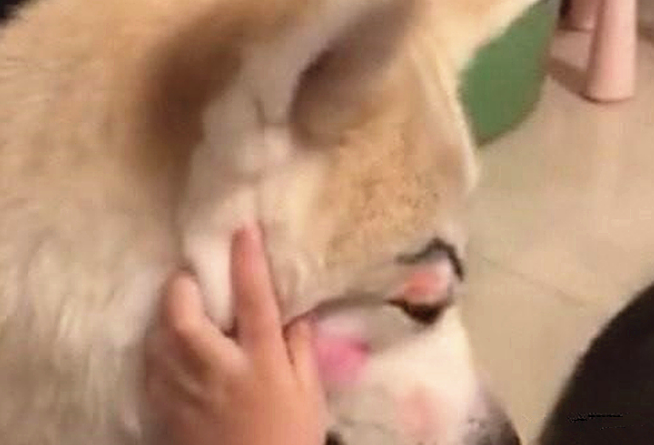 女子下班回家，看到女儿在狗狗脸部捯饬，靠近一看却有点儿心痛了