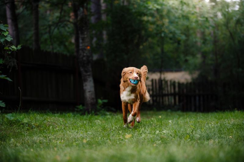 兰波格犬：优雅与热情的完美结合
