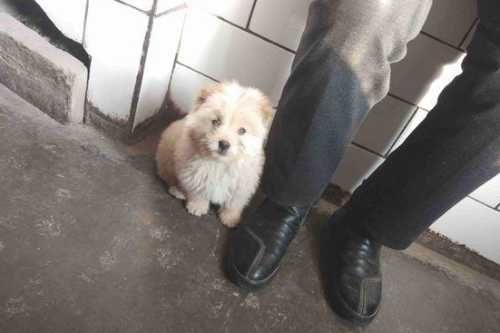 流浪犬跟在背后不离去，殊不知老妈喂个饼干后，它赖在大门口不动了