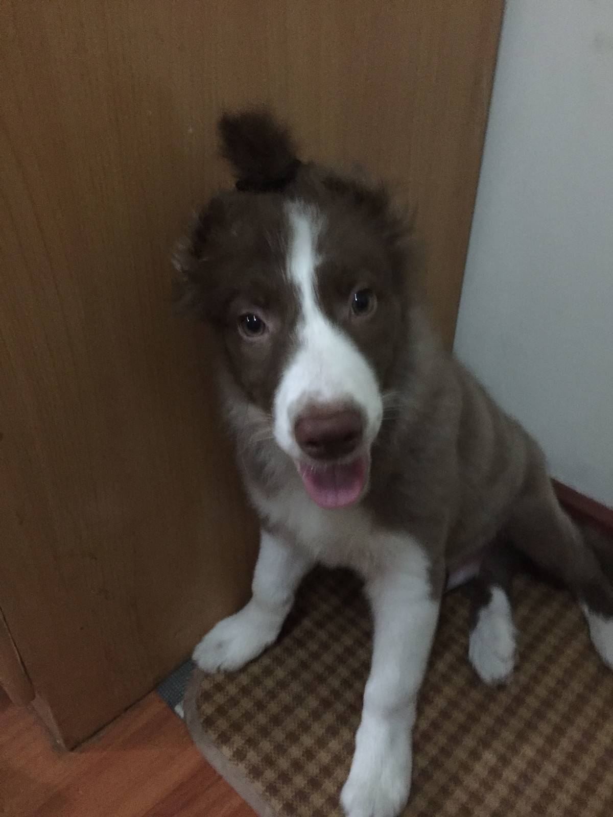 麻，你这是要干嘛，一帅小伙儿被你弄成这样