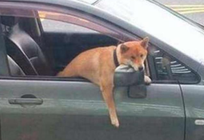 柴犬被主人扔在车里，狗狗伸出头一副心力憔悴，宝宝心里苦