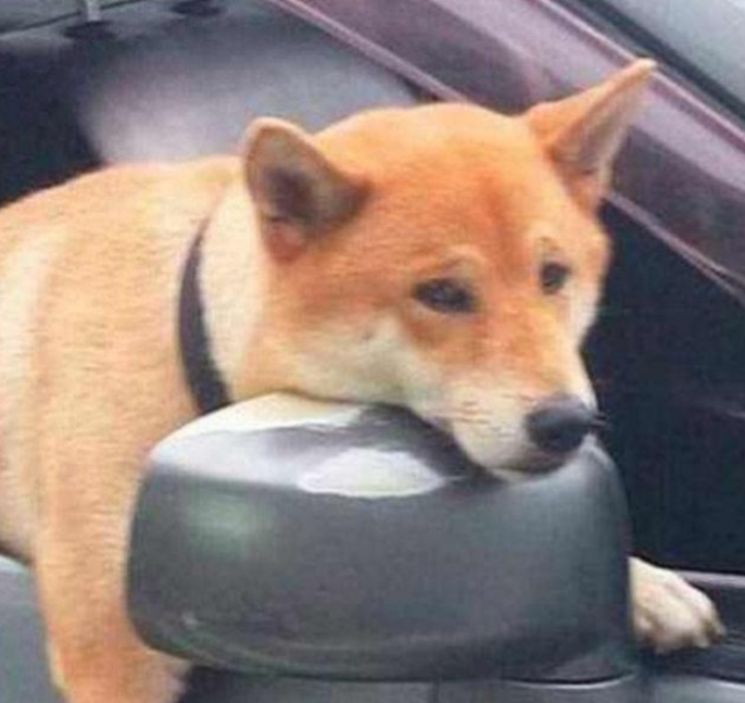 柴犬被主人扔在车里，狗狗伸出头一副心力憔悴，宝宝心里苦