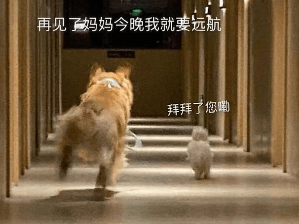 主人墨迹迟迟不出门，两只狗狗转身就飞奔起来：再见，我要去远航