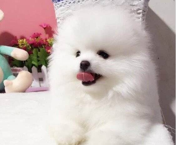 可爱聪明伶俐活泼小博美犬/呲牙