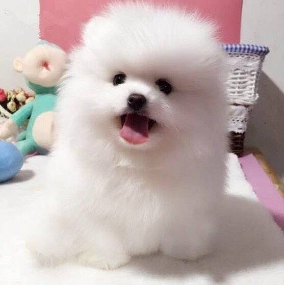 可爱聪明伶俐活泼小博美犬/呲牙