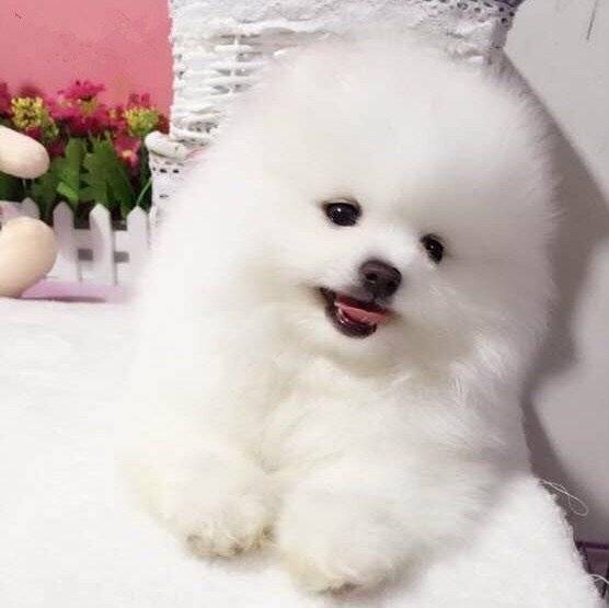 可爱聪明伶俐活泼小博美犬/呲牙
