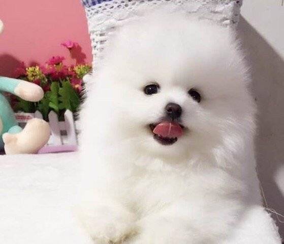 可爱聪明伶俐活泼小博美犬/呲牙