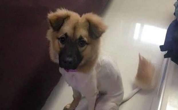 外国男子请中国兽医帮忙剪犬毛发，成果让他觉得太刺激了！