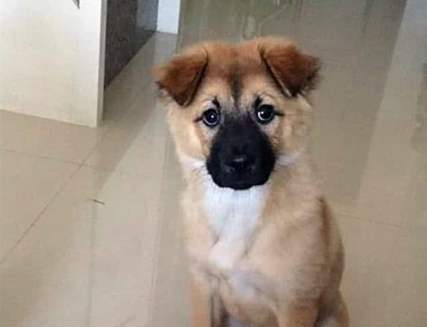 外国男子请中国兽医帮忙剪犬毛发，成果让他觉得太刺激了！