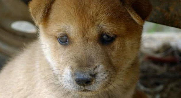 外国男子请中国兽医帮忙剪犬毛发，成果让他觉得太刺激了！