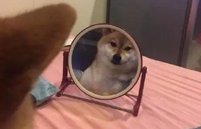 柴犬一直在镜子前显摆，主人凑近一看忍不住笑掉大牙