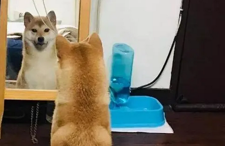 柴犬一直在镜子前显摆，主人凑近一看忍不住笑掉大牙