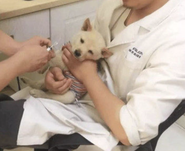狗狗散散步时忽然晕倒，女子赶忙带到医院