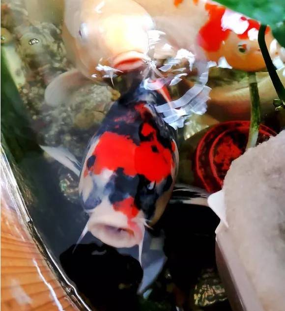 天气温暖起来了，在阳光的照射下锦鲤是那么的漂亮，一喂食一群群的游来，这是说不出来的幸福。
