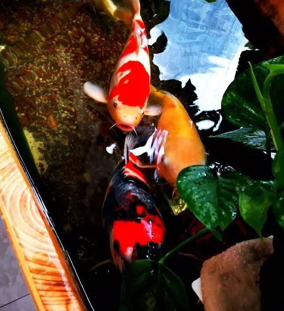 天气温暖起来了，在阳光的照射下锦鲤是那么的漂亮，一喂食一群群的游来，这是说不出来的幸福。