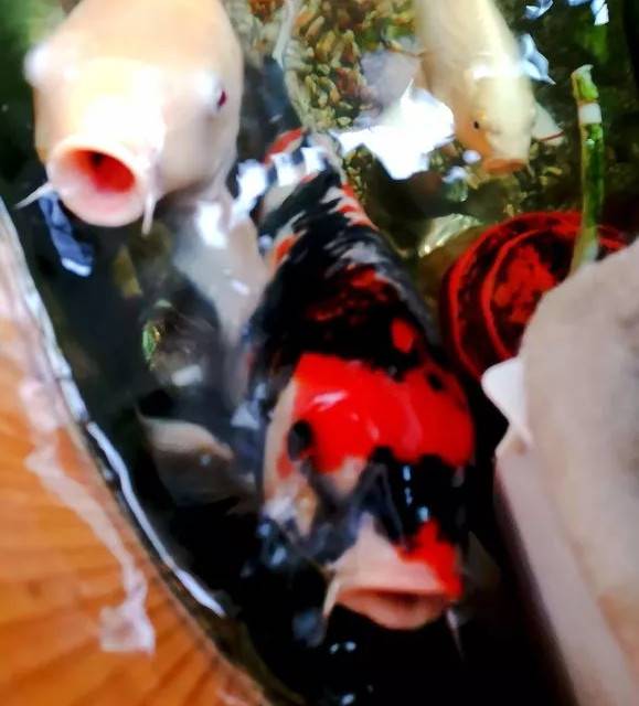 天气温暖起来了，在阳光的照射下锦鲤是那么的漂亮，一喂食一群群的游来，这是说不出来的幸福。