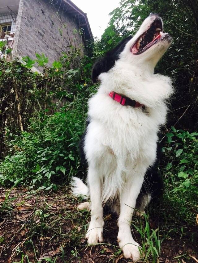 不要这样看着我⋯⋯我是真的很享受在泥地驴打滚⋯⋯本王要求母后不要带我回北京了 就让我在这里统领世界吧!