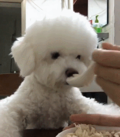 用小勺给狗狗喂饭就被斥责，为什么训犬师却立在主人这里？