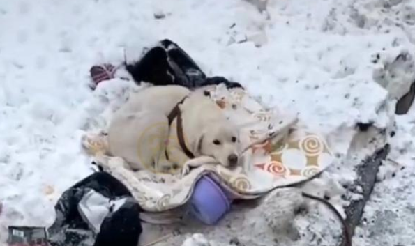 刚生完小狗的拉布拉多犬，被丢在冰天雪地，它的哀嚎声让人心疼