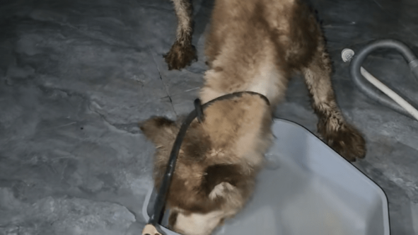 主人拿不出500块钱，身处宠物店的阿拉斯加犬活得还不如一条流浪狗