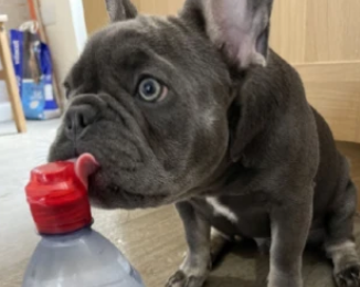 国外一法斗犬只喝瓶装水，爬楼梯要等主人抱
