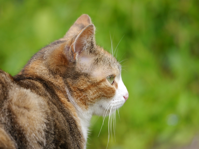 可爱呆萌短毛猫图片