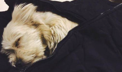 小狗用衣服裤子包囊着被抛弃在公交车站牌，看见窗前的小可怜，我下了车