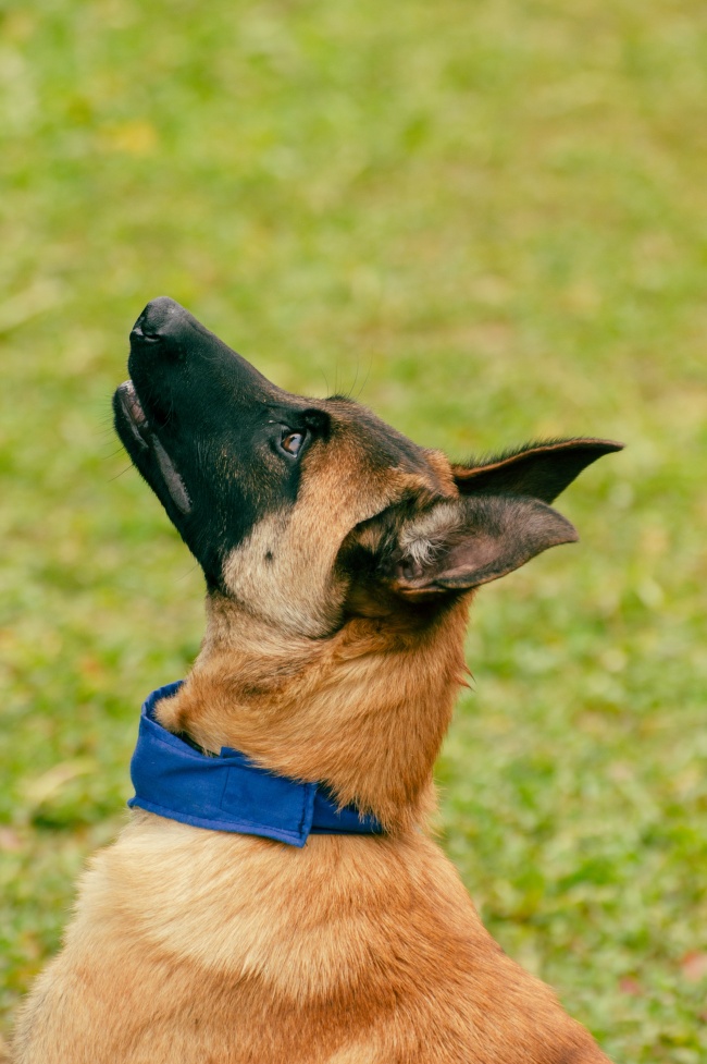 比利时玛利诺犬仰头图片