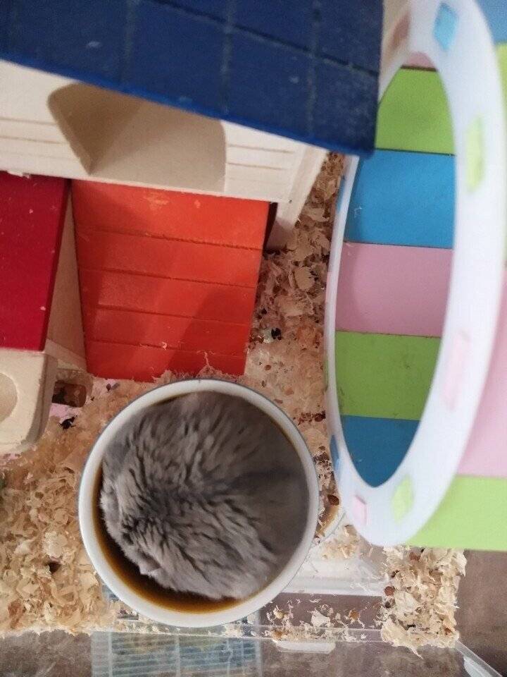 仓鼠