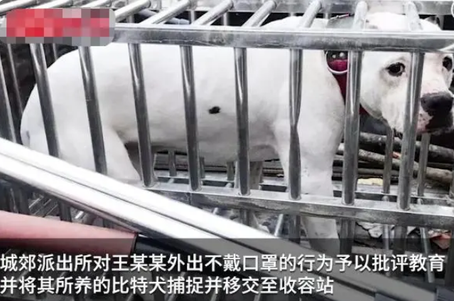 不戴口罩、不牵狗绳？男子遛狗纵容流浪狗被咬死网友：严惩